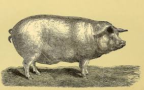 Image result for pig war of 1859