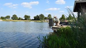 The Pros And Cons Of Supplemental Fish Feeding