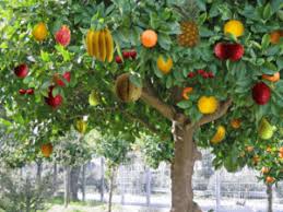 Check out our fruit trees selection for the very best in unique or custom, handmade pieces from our craft supplies & tools shops. Jesus Christ The Tree Of Life Within Us His Precious Gift