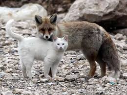 White Wolf A Cat And A Fox Form An Unlikely Friendship Photos Video Animals Friendship Unlikely Animal Friends Animals