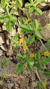 Image result for Cucumis anguria