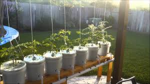 Aug 04, 2016 · tomatoes have traditionally been the most popular crop for dutch buckets, and in fact, most commercial hydroponic tomatoes are produced this way. Trying Out Hydroponic Lettuce Dutch Bucket Tomatoes Kratky Method Youtube