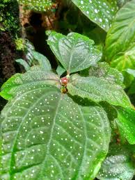 Image result for Calvoa