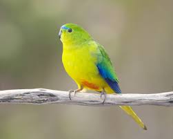 Orange Bellied Parrot Neophema Chrysogaster Kus Ve Beautiful