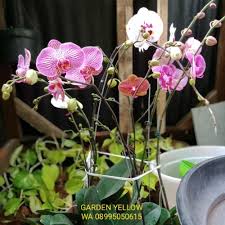 Anda dapat merawat tanaman anggrek dengan mudah setelah anda mempelajari cara menanamnya dengan benar. Jual Tanaman Hias Bunga Anggrek Bulan Taiwan Import Anggrek Koleksi Jakarta Utara Garden Yellow Tokopedia
