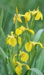 Image result for Iris pseudacorus