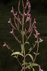 Image result for Aeollanthus