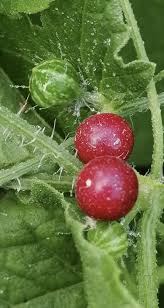 Image result for Cucumis maderaspatanus