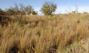 Image result for Sporobolus agrostoides