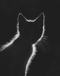 Black And White Photos Of Animals In Shadows The Superb Atmospheric And Poetic Black White Photo Artworks Of Gabriel Guerrero Caroca In 2020 Cat Photography Amazing Animal Pictures Shadow Photos