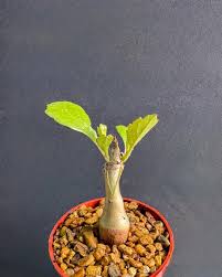 Image result for Cyphostemma