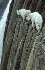 We Would Wake Up Sometimes To The Sound Of Mountain Goats Hitting Heads On The Side Of A Mountain By Our Campground In Golde Mountain Goat Animals Animals Wild
