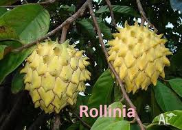 We provide a high quality range of ornamental, full size fruit trees and dwarf fruit trees, blueberry plants and pest control products. Tropical Fruit Trees And Plants For Sale For Sale In Bull Creek Western Australia Classified Australialisted Com
