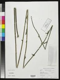 Image result for Striga junodii