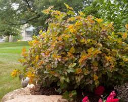 We did not find results for: Amber Jubilee Ninebark For Northern Landscapes Ndsu Cass County Extension Horticulturist Don Kinzler