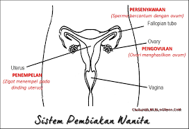 Kepentingan makanan tradisional dalam pembangunan negara. Sistem Pembiakan Wanita
