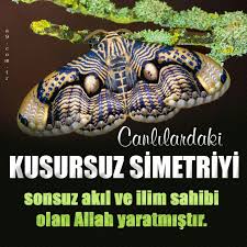 Yilan Kafasi Desenli Kelebek Allah Yilan Kelebekler