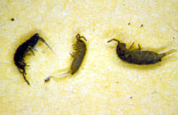 Springtails like to stay outdoors where they have amble food to process to enrich the soil they live in. Springtails 5 602 Extension