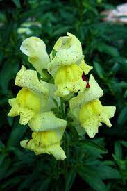 Antirrhinum Majus Snapdragon Garden Snapdragon Pfaf Plant Database