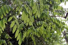 Image result for Dalbergia nitidula