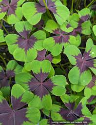 Image result for Oxalis oligotricha