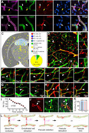 Hma practical 3 virtual slides. Reduction Of Neuronal Activity Mediated By Blood Vessel Regression In The Brain Biorxiv
