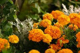 Check spelling or type a new query. Langkah Budidaya Bunga Marigold Dengan Panen Singkat Trikmerawat Com