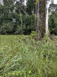 Image result for Andropogon gayanus