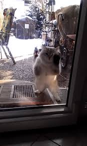 Alibaba.com offers 1,116 cat scratches door products. Best Cat Intelligence Gifs Gfycat