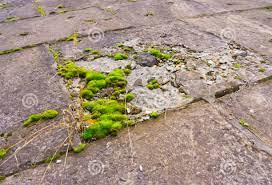 Il ya pleins de recettes de grand mère, j'en ai esayé pas mal. 3 Astuces Naturelles Pour Enlever Les Taches De Mousse Sur Du Beton Astuces De Grand Mere Mousse Astuce Naturelle Astuce De Grand Mere