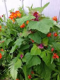 Image result for Chenopodium giganteum