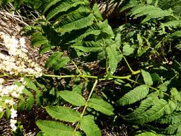 Image result for Searsia tomentosa