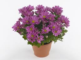 Image result for Chrysanthellum indicum