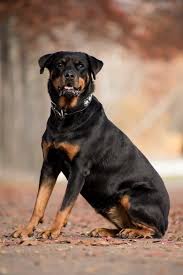 Its history is linked with the last decade. Rottweiler Lab Mix A Lovable Malleable Breed Labrottie Com