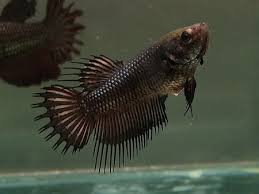 Aquabid Com Crowntail Betta Auctions Sat May 31 22 40 09 2014 Betta Fish Betta Betta Fish Tank