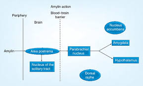 Image result for Pramlintide