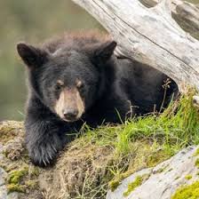 We did not find results for: Alaska Wildlife Conservation Center Zoos Aquariums Wildlife Parks Portage Glacier Travel Alaska