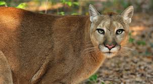 Below is a list of florida symbols. Help Save The Florida Panther The Nature Conservancy