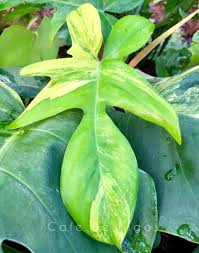 Philodendron By Cafe De Higos Variegated Plants Plants Plant Leaves