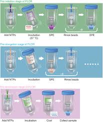 We did not find results for: Incorporation Of Isotopic Fluorescent And Heavy Atom Modified Nucleotides Into Rnas By Position Selective Labeling Of Rna Nature Protocols