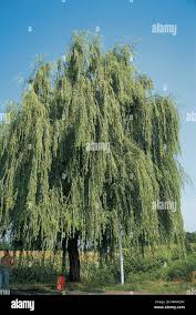 Image result for Salicaceae