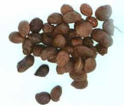 Image result for Vigna subterranea