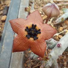 Image result for Orbea longidens