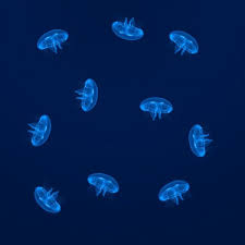 Buy Jellyfish Now Get Your Jellyfish Aquarium Started Today Live Jellyfish For Sale Pet Jellyfish Jellyfish Aquarium Nebula