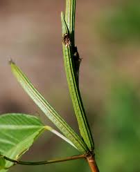 Image result for Corchorus olitorius