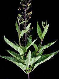 Image result for Ficalhoa laurifolia