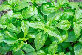 Check spelling or type a new query. Tips For Growing Basil In Fall And Winter Gardener S Path