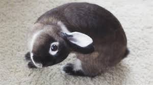 But no they can not speak to us. Bunnies With Head Tilts Can Live Happily Ever After