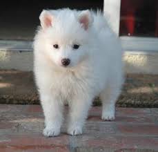 Black American Eskimo Dog Price I Ve Wanted A Miniature American Eskimo Puppy All My Life Super Cute Puppies American Eskimo Dog American Eskimo Puppy