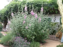 Lavatera Thuringiaca Rosea Cottage Garden Plants Front Yard Plants Planting Shrubs